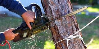 Trusted Trophy Clu, TX Tree Care Experts