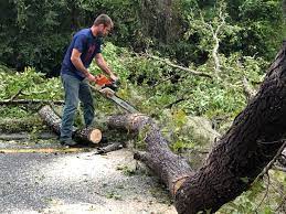Best Tree Risk Assessment  in Trophy Clu, TX
