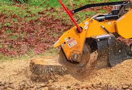 Best Tree Maintenance Programs  in Trophy Clu, TX