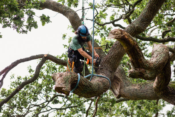 Best Emergency Tree Removal  in Trophy Clu, TX