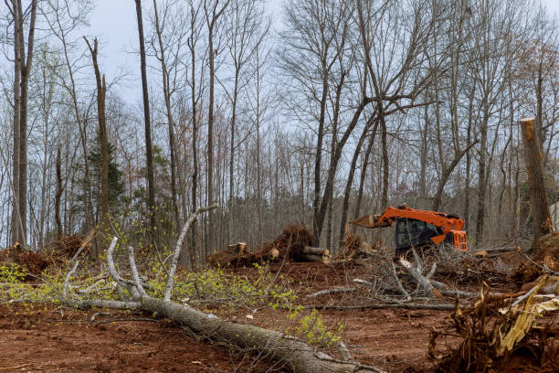 How Our Tree Care Process Works  in  Trophy Clu, TX