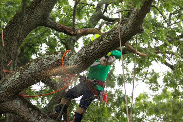 Best Lawn Pest Prevention  in Trophy Clu, TX