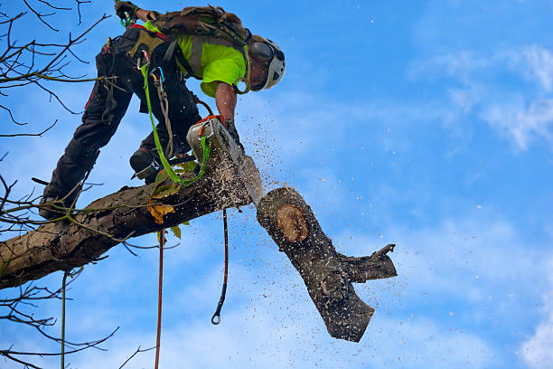 Best Tree Trimming and Pruning  in Trophy Clu, TX